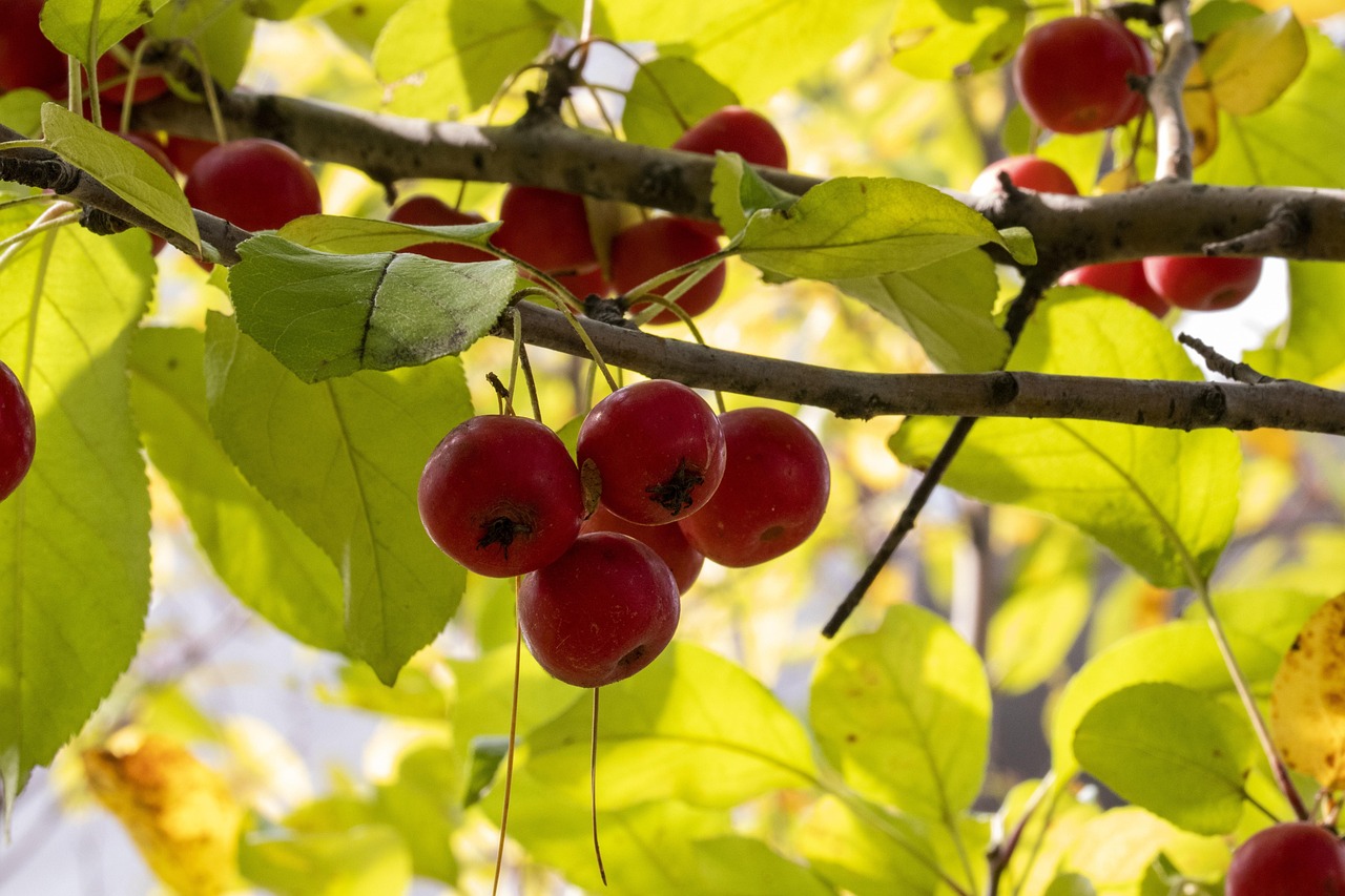 安仁雄森最新动态揭秘,探索与发展新篇章